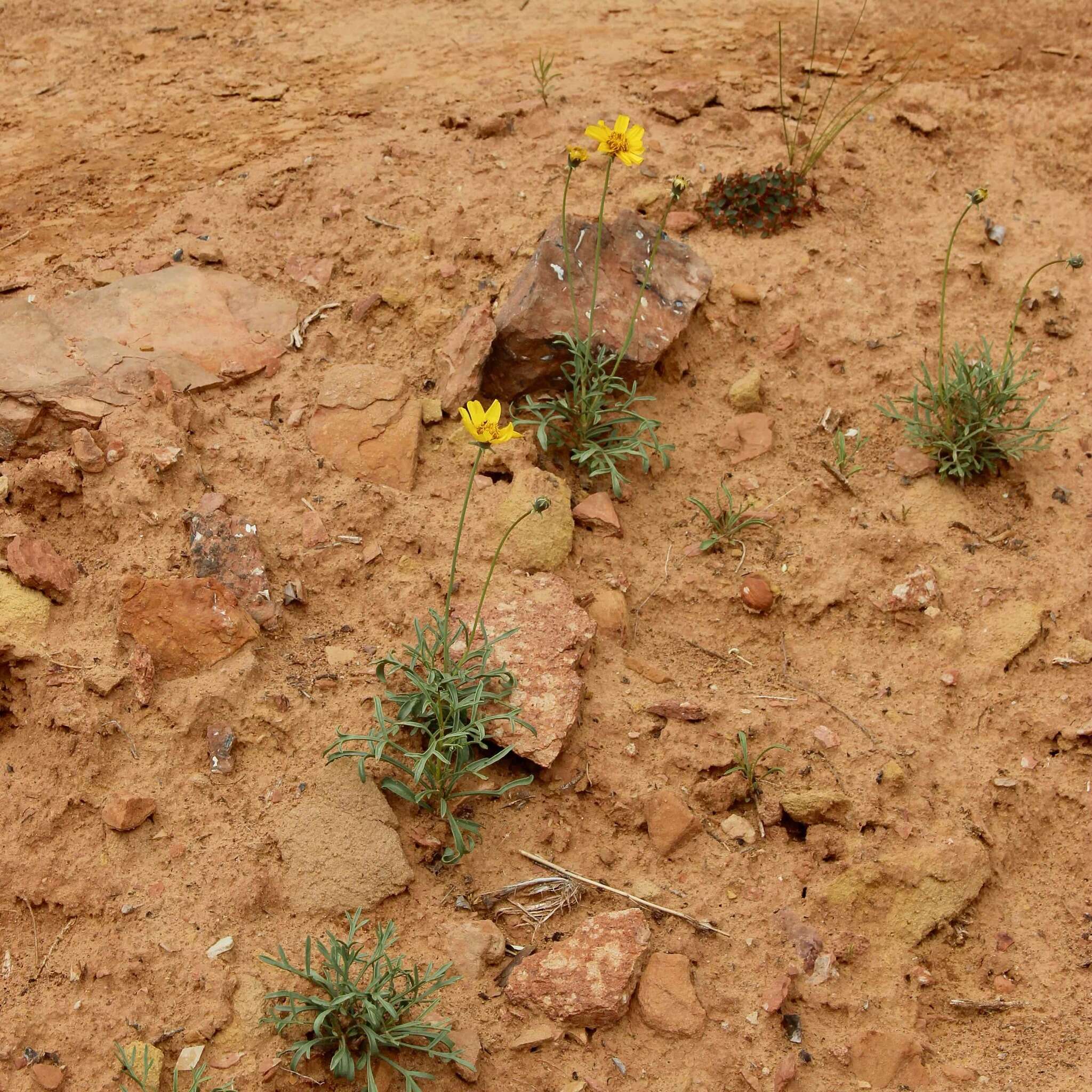 Image de Thelesperma subnudum A. Gray