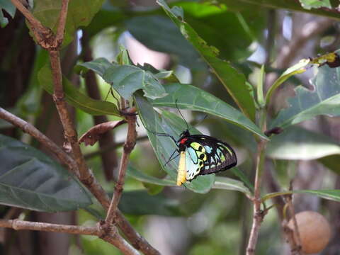 Image of Common Birdwing