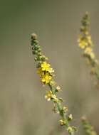 Image of Agrimony