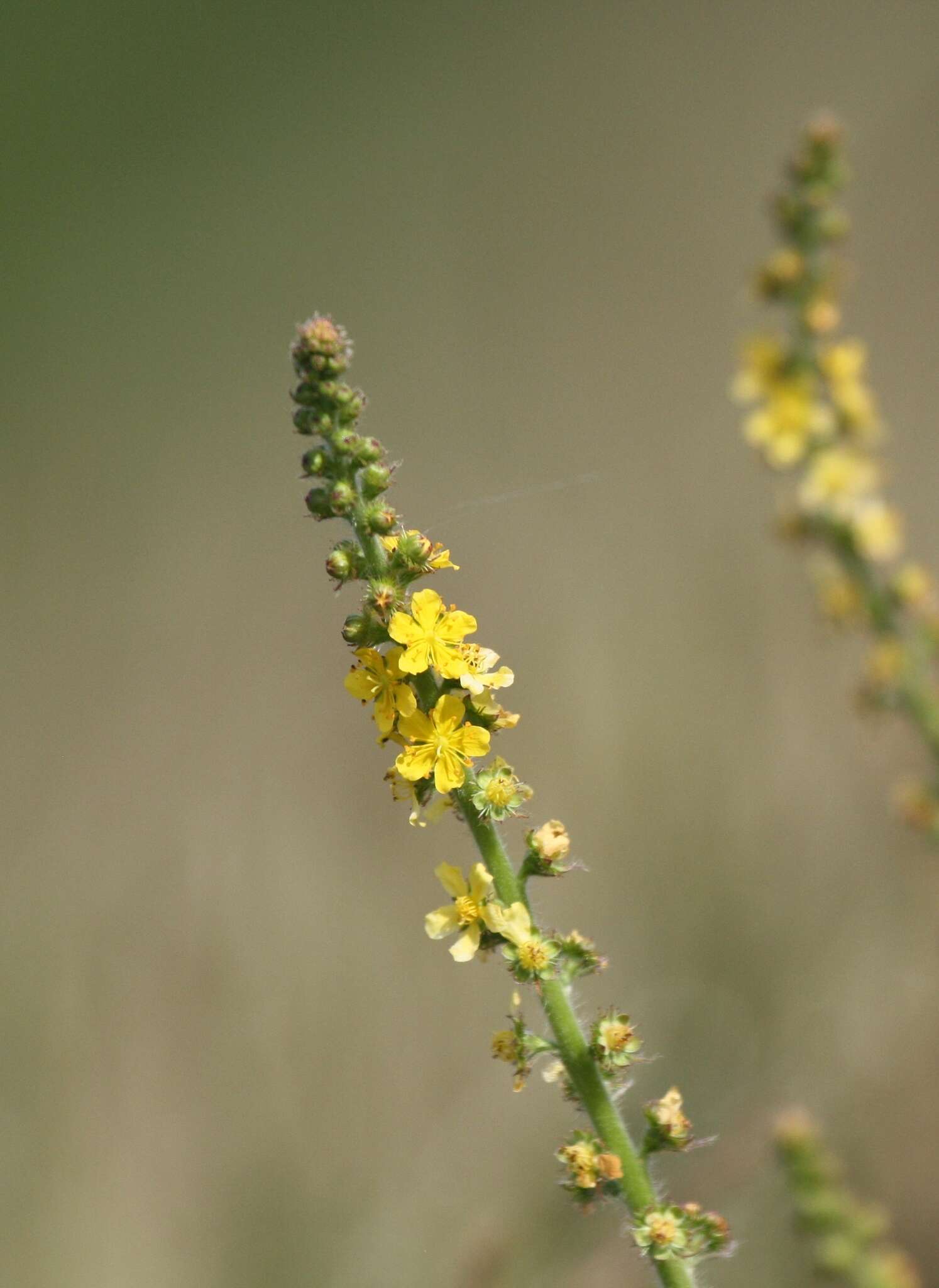 Image of Agrimony