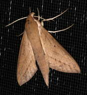Image of Pale Brown Hawkmoth