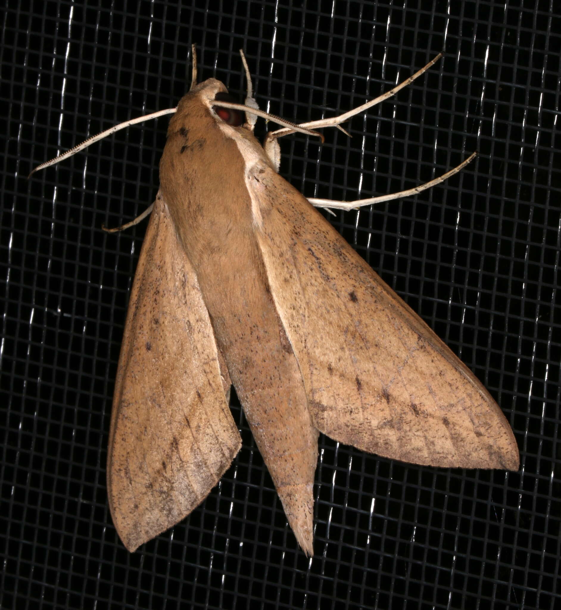 Image of Pale Brown Hawkmoth