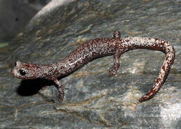 Image of Inyo Mountains Salamander