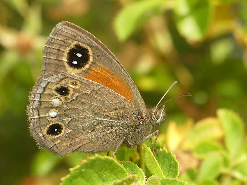 Image of <i>Cosmosatyrus <i>leptoneuroides</i></i> leptoneuroides