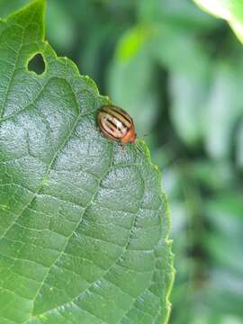 Image of <i>Plagiodera septemvittata</i>