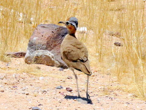 Image of Burchell's Courser