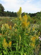 Imagem de <i>Celosia argentea</i> var. <i>plumosa</i>