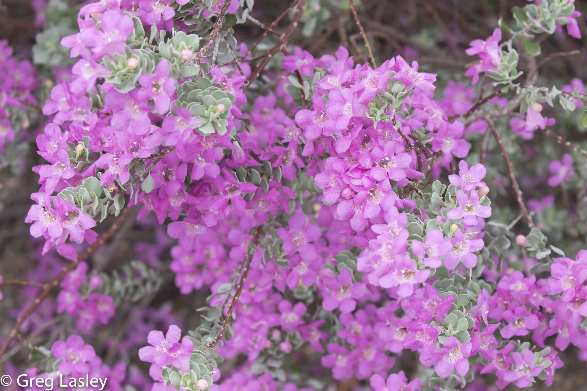 Image de Leucophyllum frutescens (Berl.) I. M. Johnston