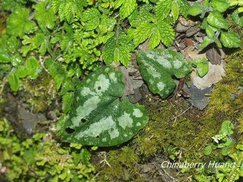 Image of Asarum ampulliflorum C. T. Lu & J. C. Wang