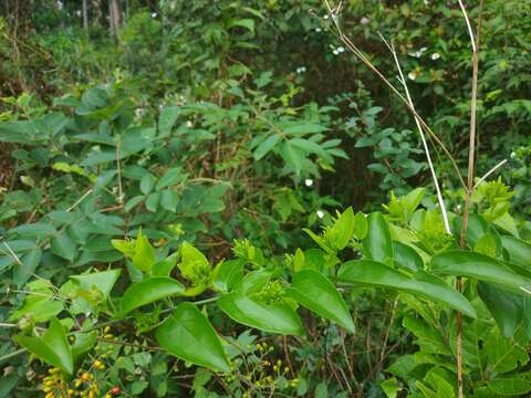 Image de Jasminum multiflorum (Burm. fil.) Andrews