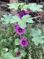 Image of Malva sylvestris var. mauritiana (L.) Boiss.