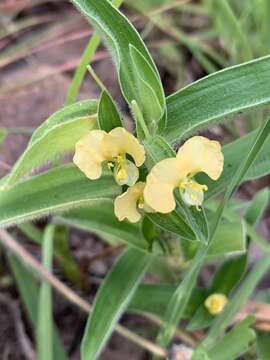 Image of Commelina africana var. krebsiana (Kunth) C. B. Clarke