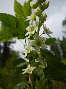 Image of western black currant