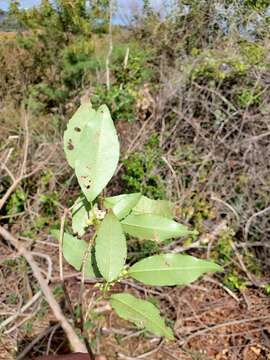 Image of Rinorea arborea (Thou.) Baill.