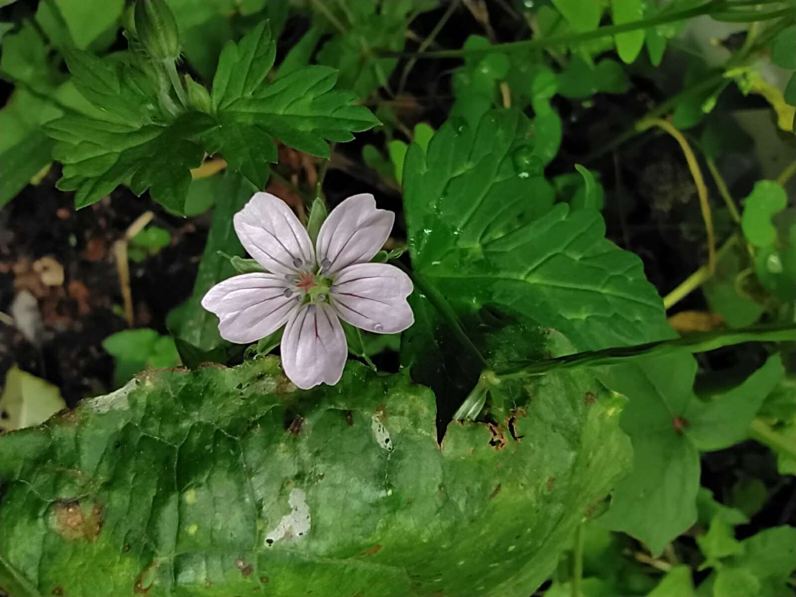 Image of Geranium nepalense Sweet