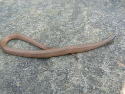 Image of Mountain Earth Snake