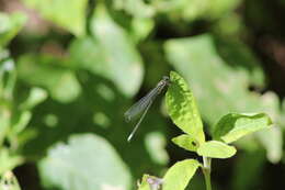 Image of Apanisagrion lais (Selys 1876)