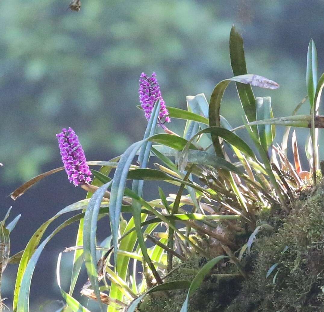 Imagem de Arpophyllum laxiflorum Pfitzer