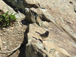 Image of Junco hyemalis carolinensis Brewster 1886