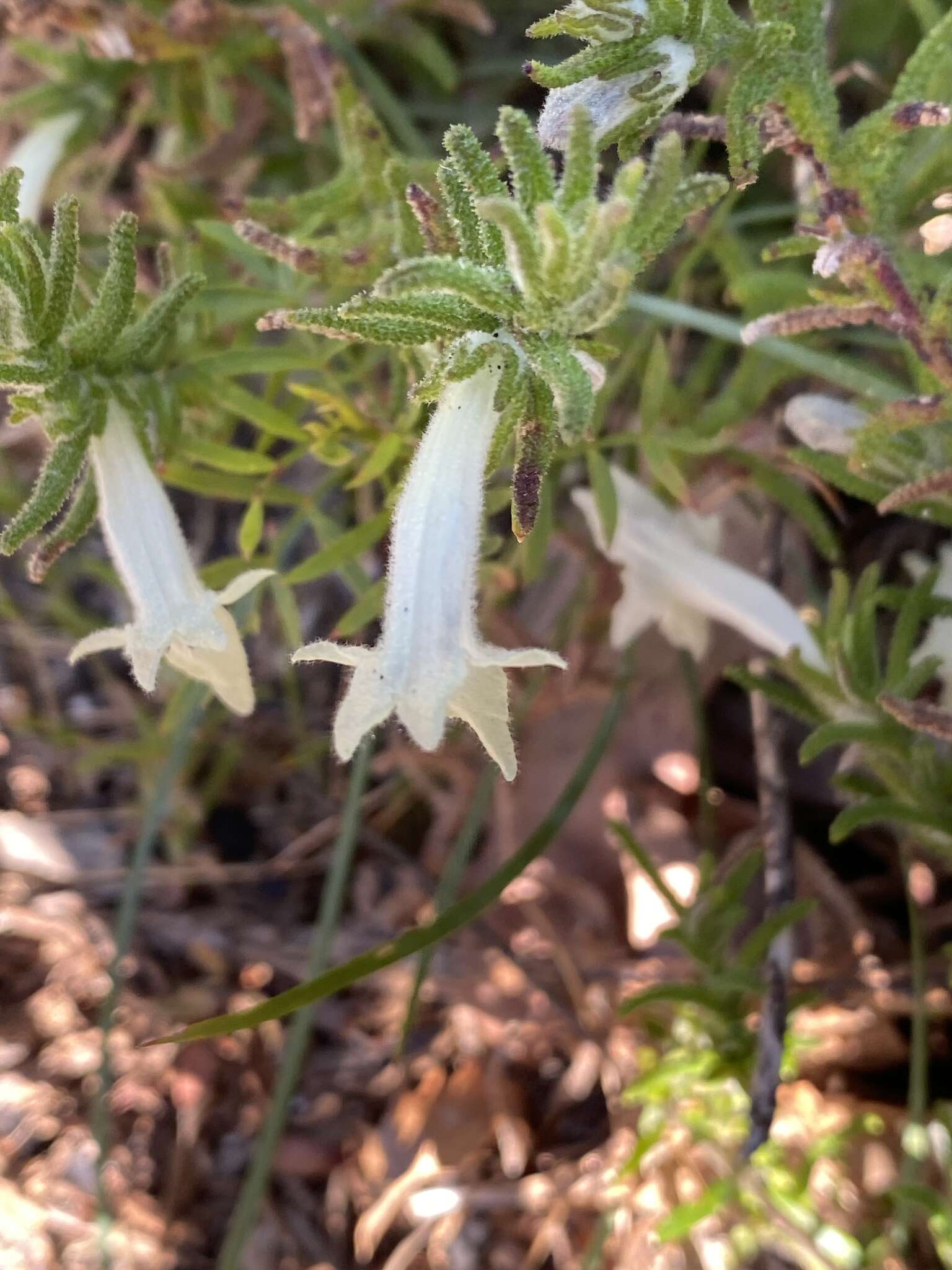 Image of Chloanthes stoechadis R. Br.