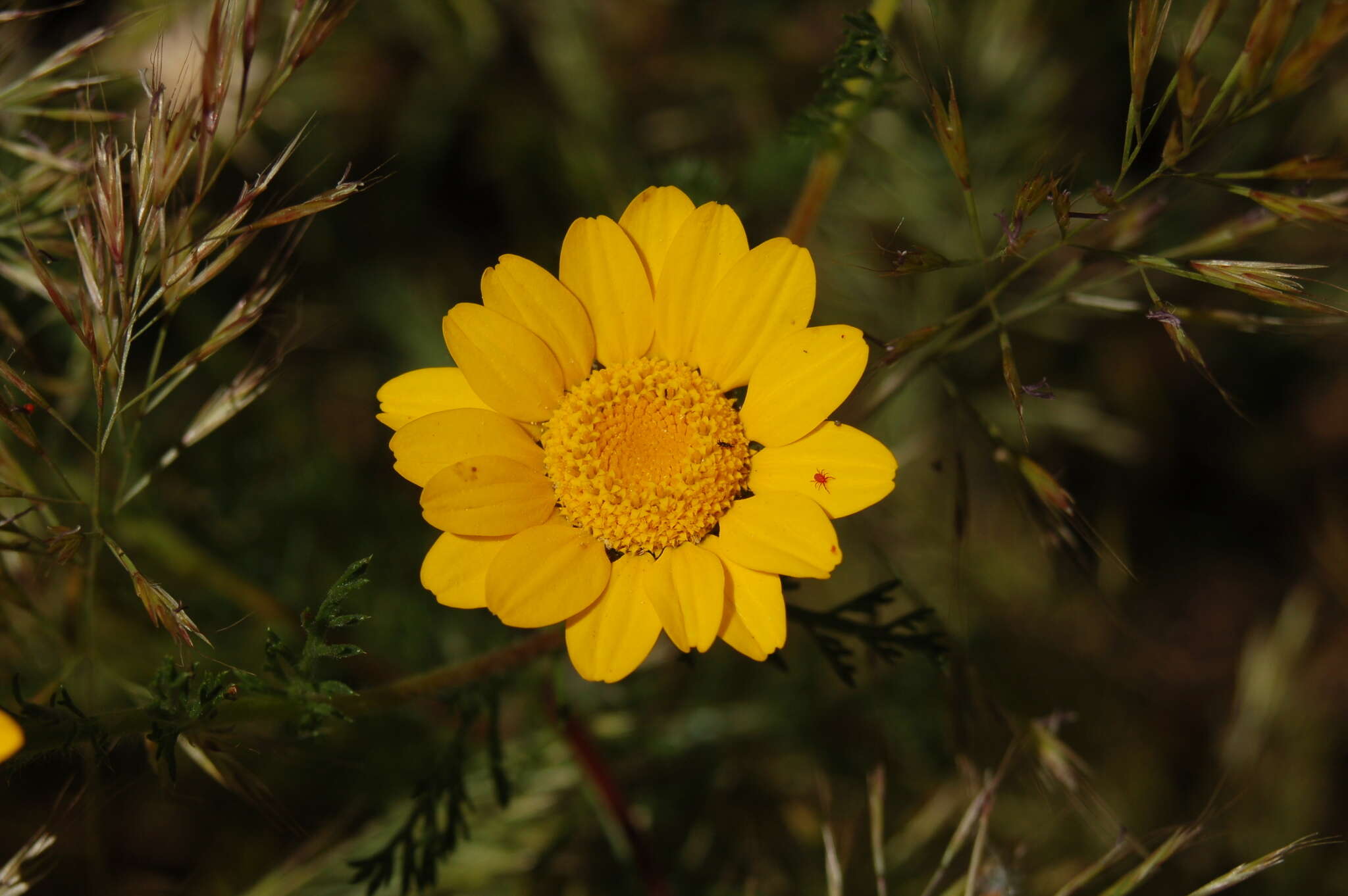 Image of Coleostephus myconis (L.) Rchb. fil.