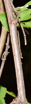 Image of Antigonon flavescens S. Wats.