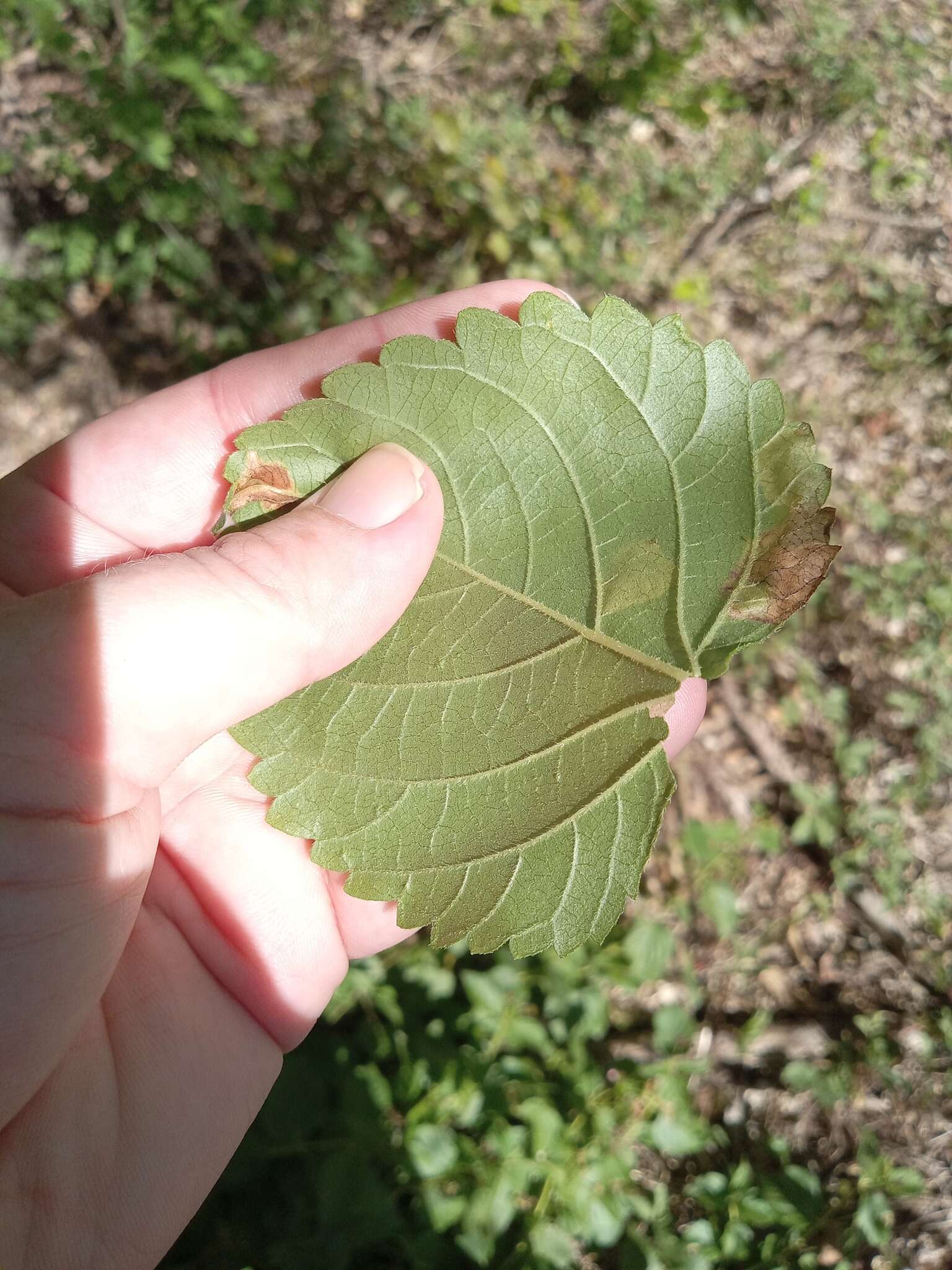 Sivun Calycomyza lantanae Frick 1956 kuva