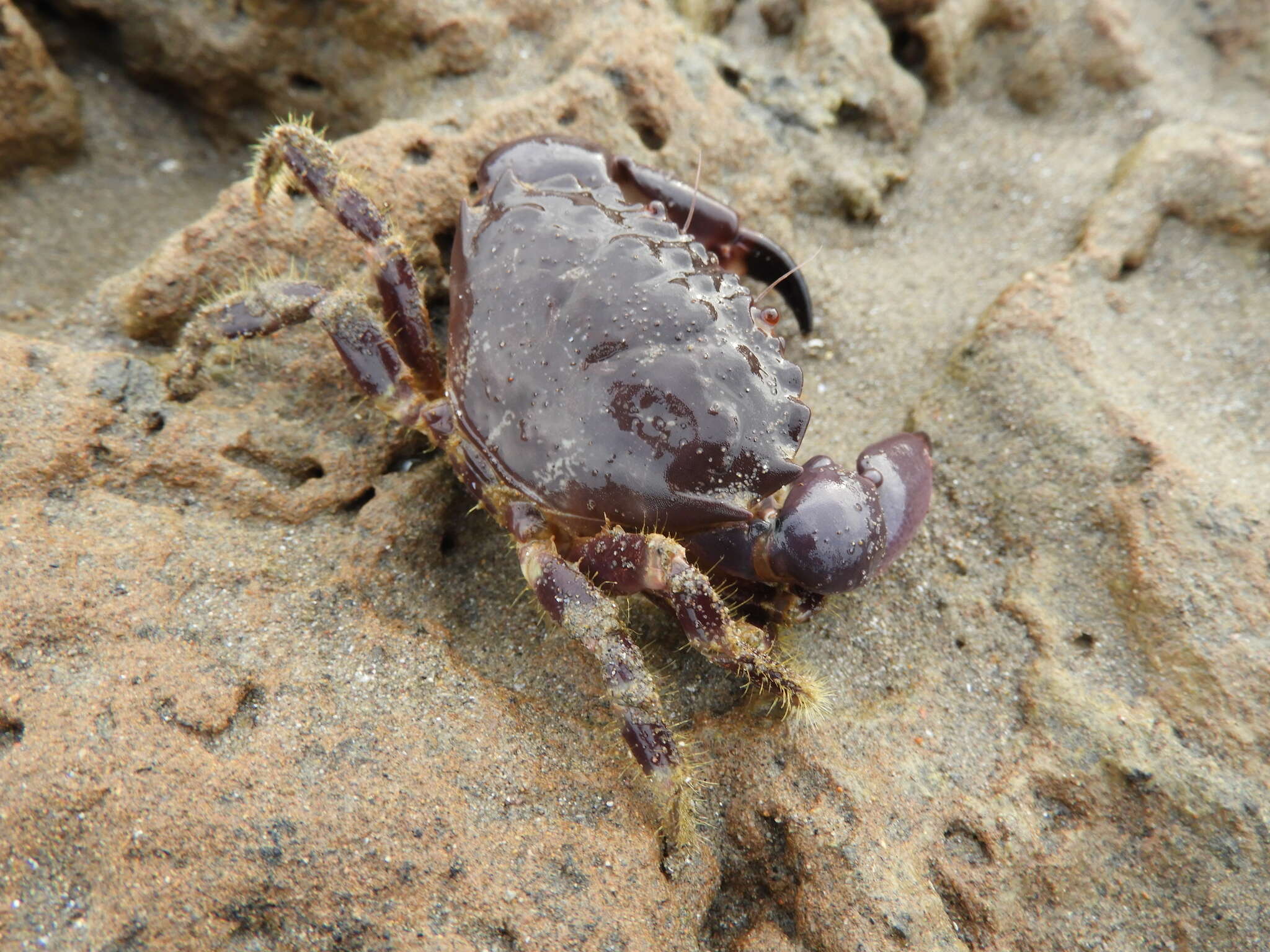 Image of Cuban stone crab