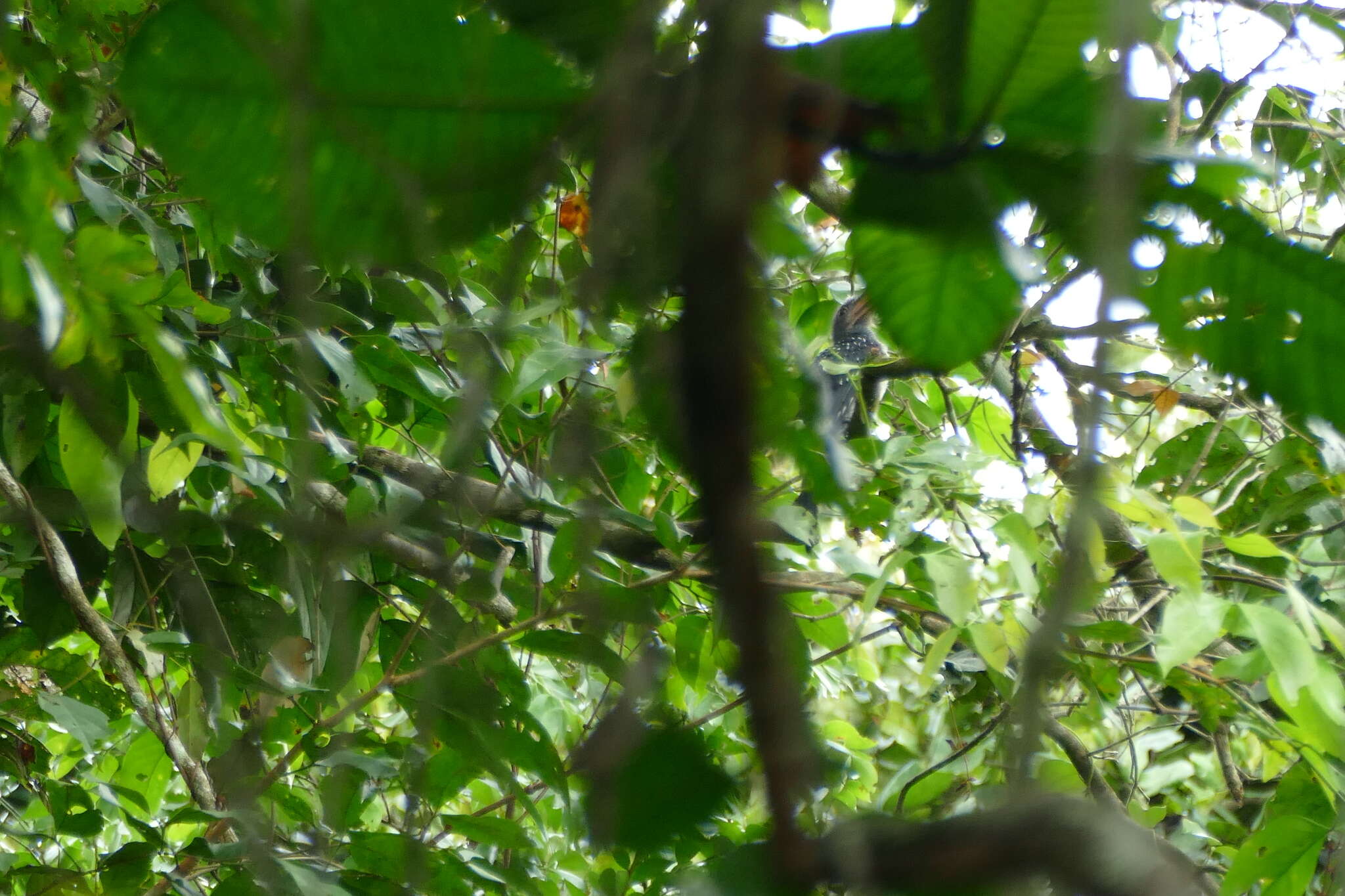 Image of Black Dwarf Hornbill