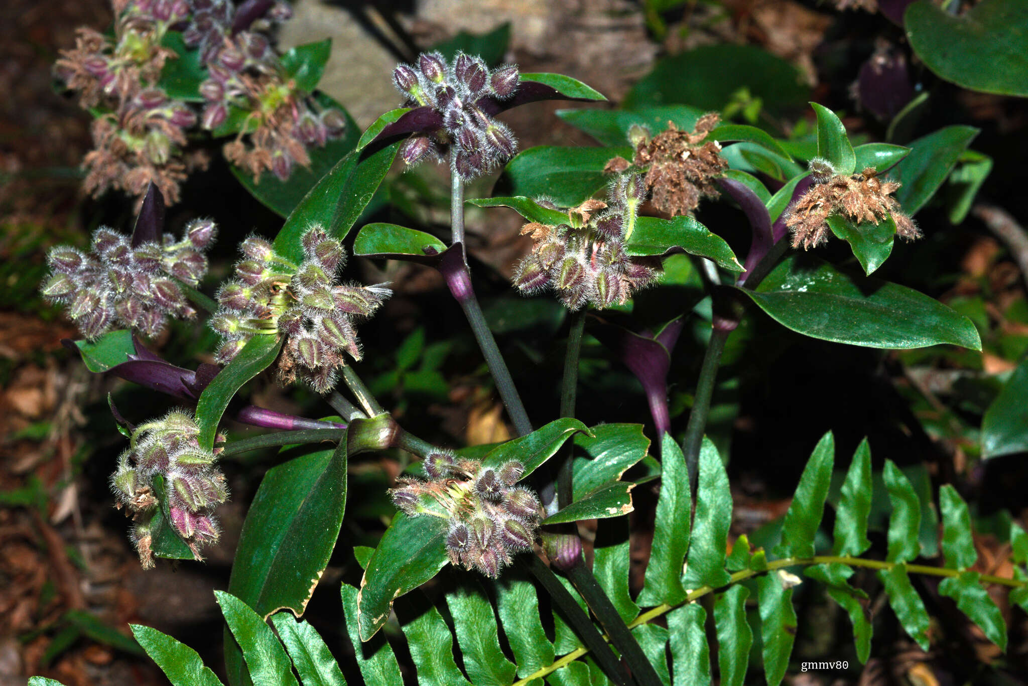 Image of Tradescantia cerinthoides Kunth