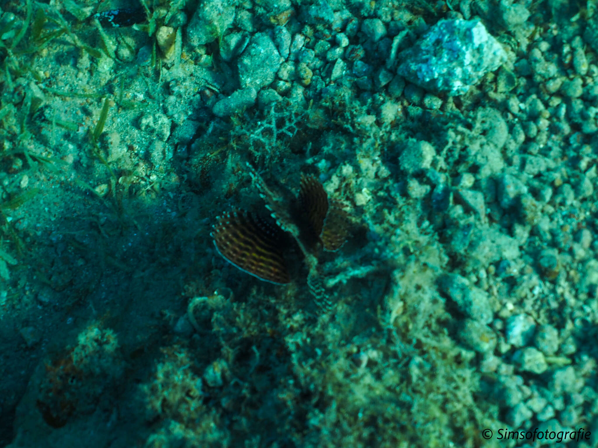 Image of Red Sea dwarf lionfish