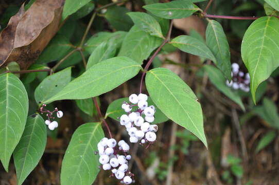 Image of nodding wild coffee