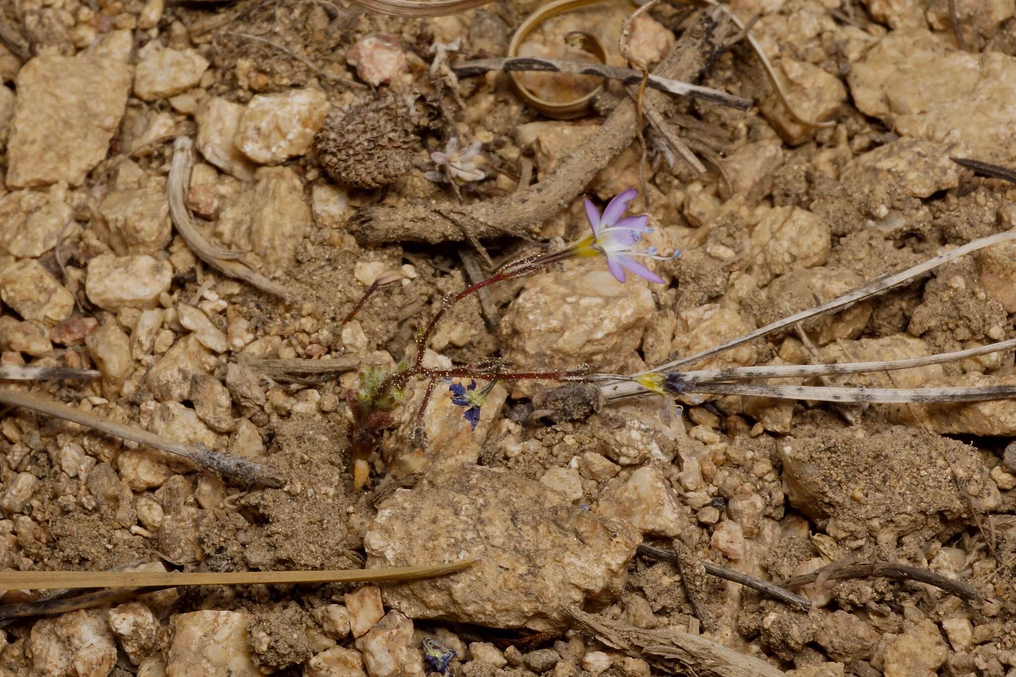 Image of fineflower gilia