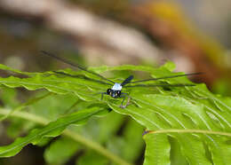 Image of azure flatwing