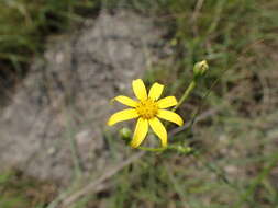 Image de Osteospermum imbricatum L.