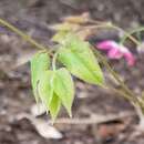 <i>Epimedium rubrum</i>的圖片