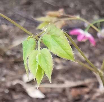 Image of <i>Epimedium rubrum</i>