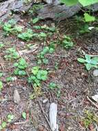 Image of English cinquefoil