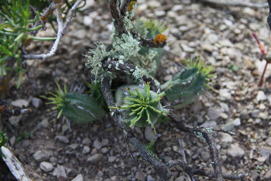 Слика од Euphorbia nesemannii R. A. Dyer