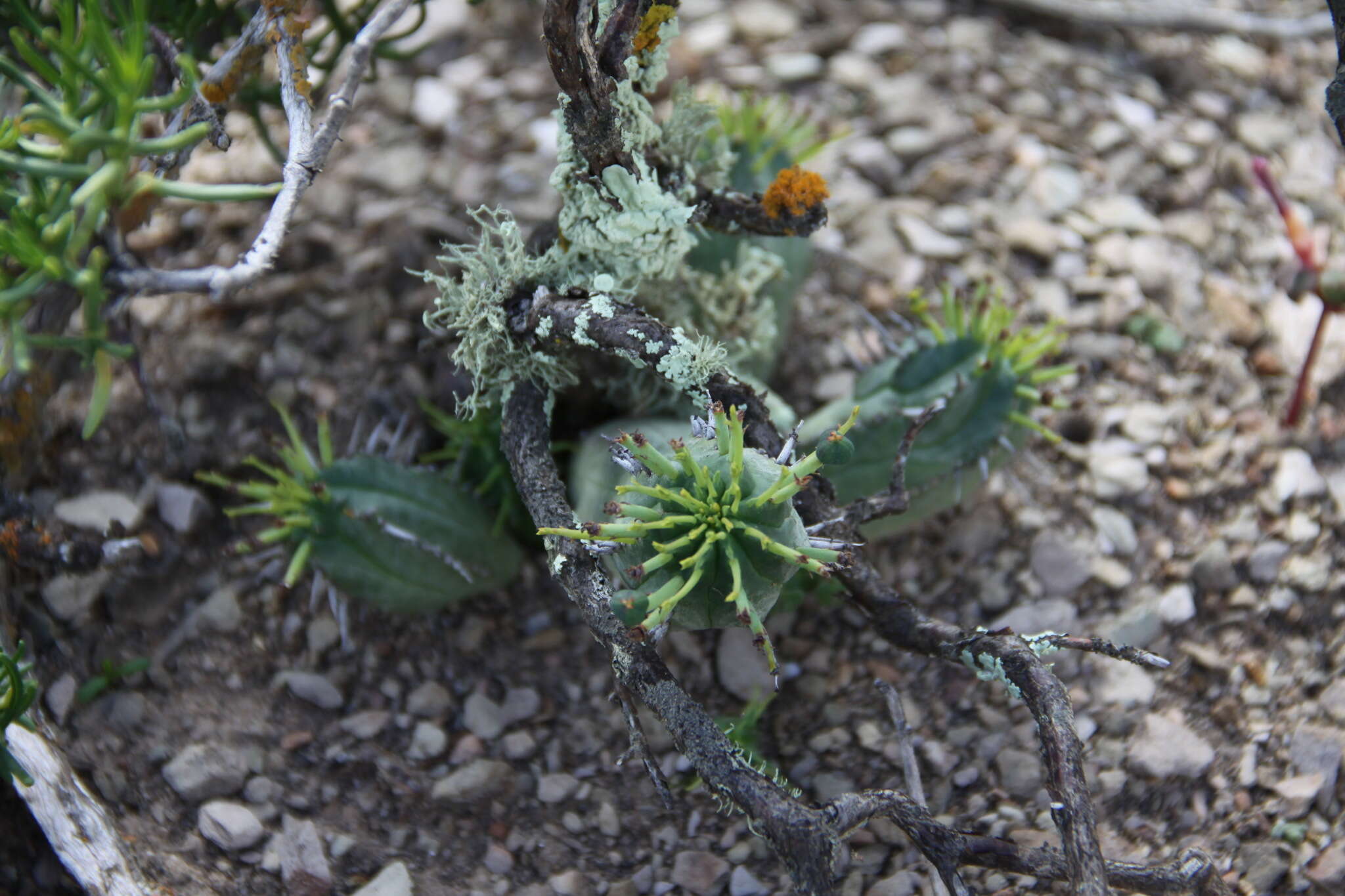 Слика од Euphorbia nesemannii R. A. Dyer