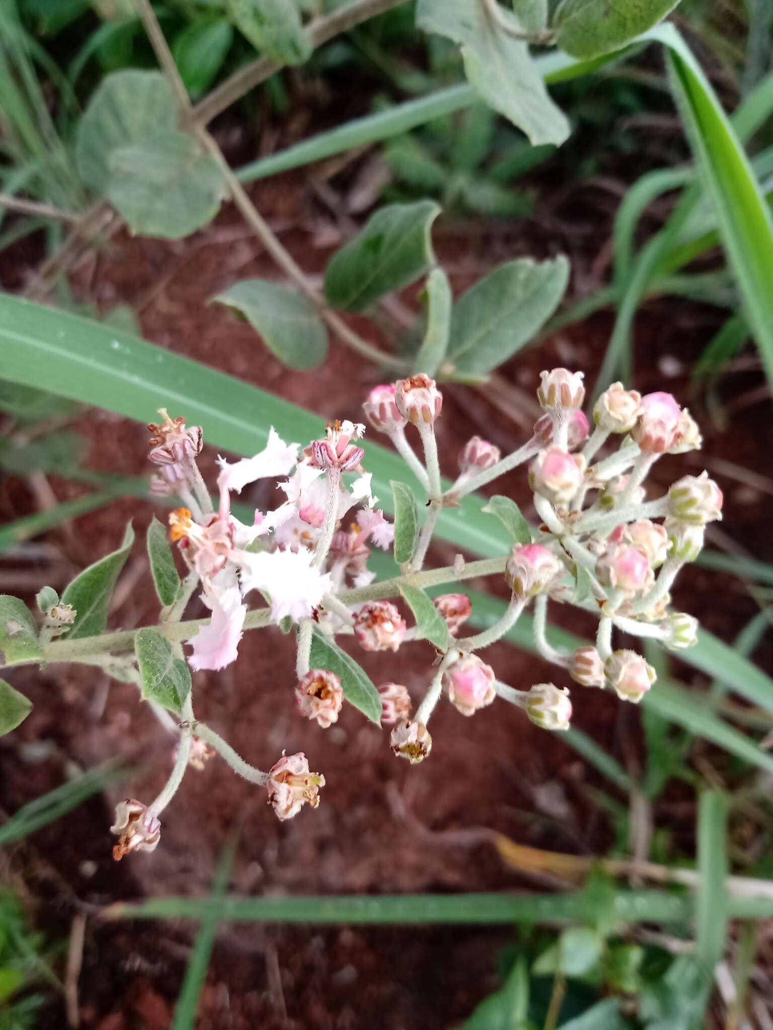 Image of Banisteriopsis campestris (A. Juss.) Little