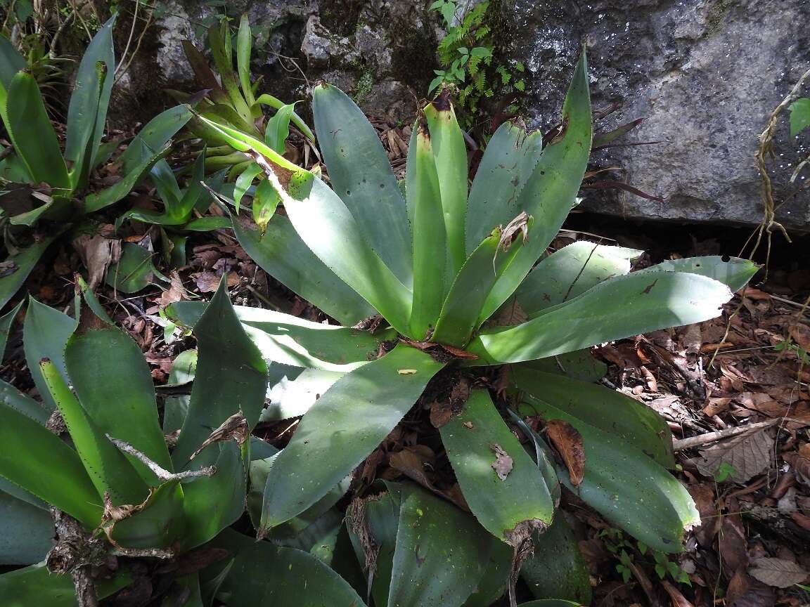 Image of Agave warelliana De Smet ex T. Moore & Mast.