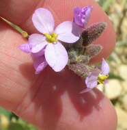 Image of Diplotaxis acris (Forssk.) Boiss.