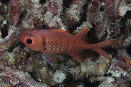 Image of Epaulette soldierfish