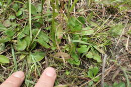 Image de Erigeron vernus (L.) Torr. & A. Gray