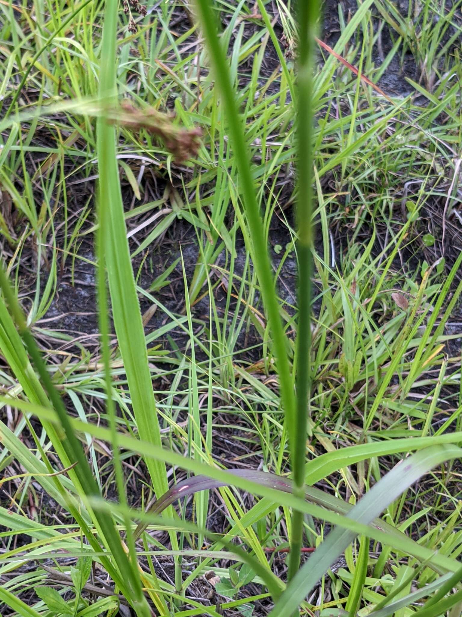 Image of Elliott's Beak Sedge