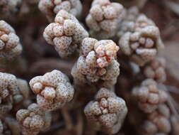 Image of Crassula corallina Thunb.