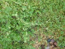 Image of common chickweed