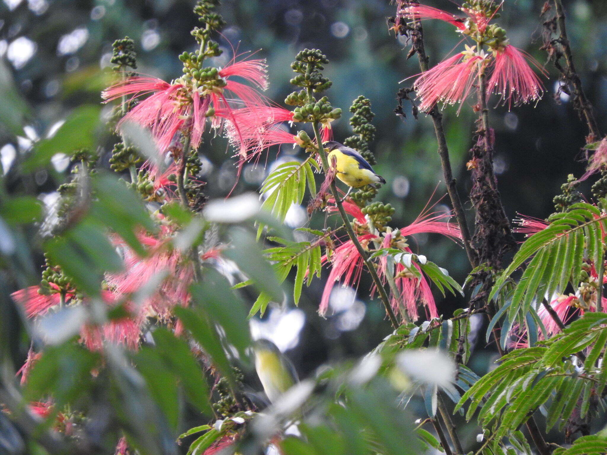 Image of Yellow-throated Euphonia