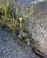 Image de Antennaria rosea subsp. rosea